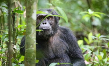 12-Day Southern Tanzania Safari & Chimpanzee Trekking in Gombe