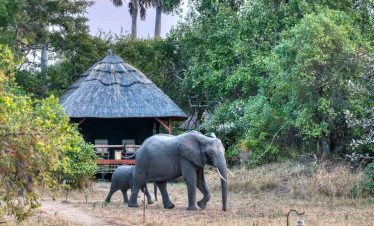 7-Day Ruaha Fly-In Safari Wildlife & Culture from Dar es Salaam