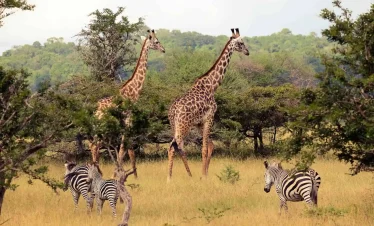 5-Day Nyerere National Park Safari Stay at Selous Impala Camp Inside the Park