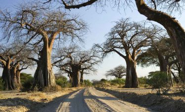 14-Day Super Luxury Fly-In Southern Tanzania Safari