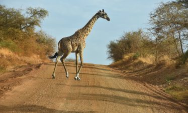 14-Day Northern Tanzania Safari & Zanzibar Beach Holiday
