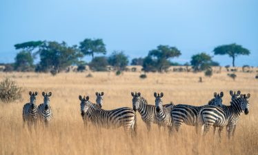 15-Day Grand Fly-In Tanzania Safari to Southern & Northern Circuits