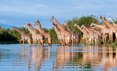 15-Day Southern Circuit Tanzania Safari Combo Experiences