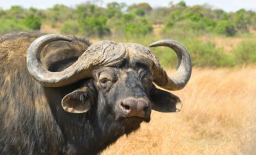 3-Day Mikumi National Park Safari from Dar es Salaam with Maasai Experience