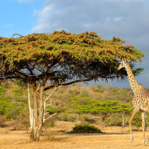 3-Day Nyerere National Park Safari from Zanzibar | Fly-In & Boat Tour