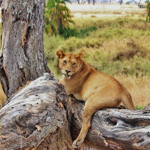 4-Day Nyerere National Park Safari from Dar es Salaam | Boat Safari & Wildlife