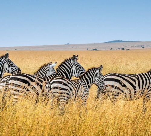 3-Day Mikumi & Udzungwa Safari from Dar es Salaam | Wildlife & Culture