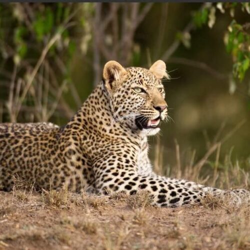 4-Day Mikumi & Udzungwa Safari from Dar es Salaam